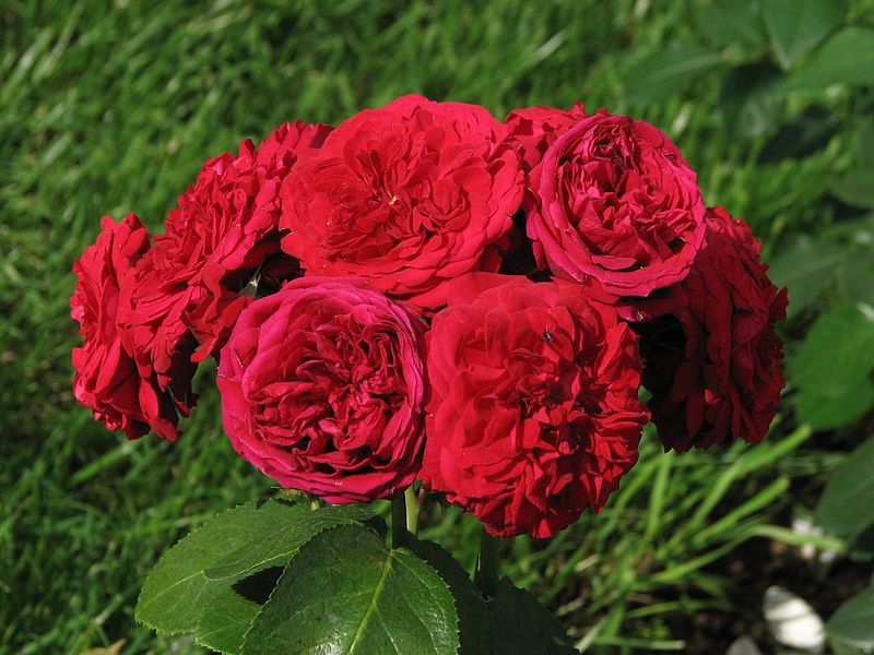 Hoa hồng Red Riding Hood